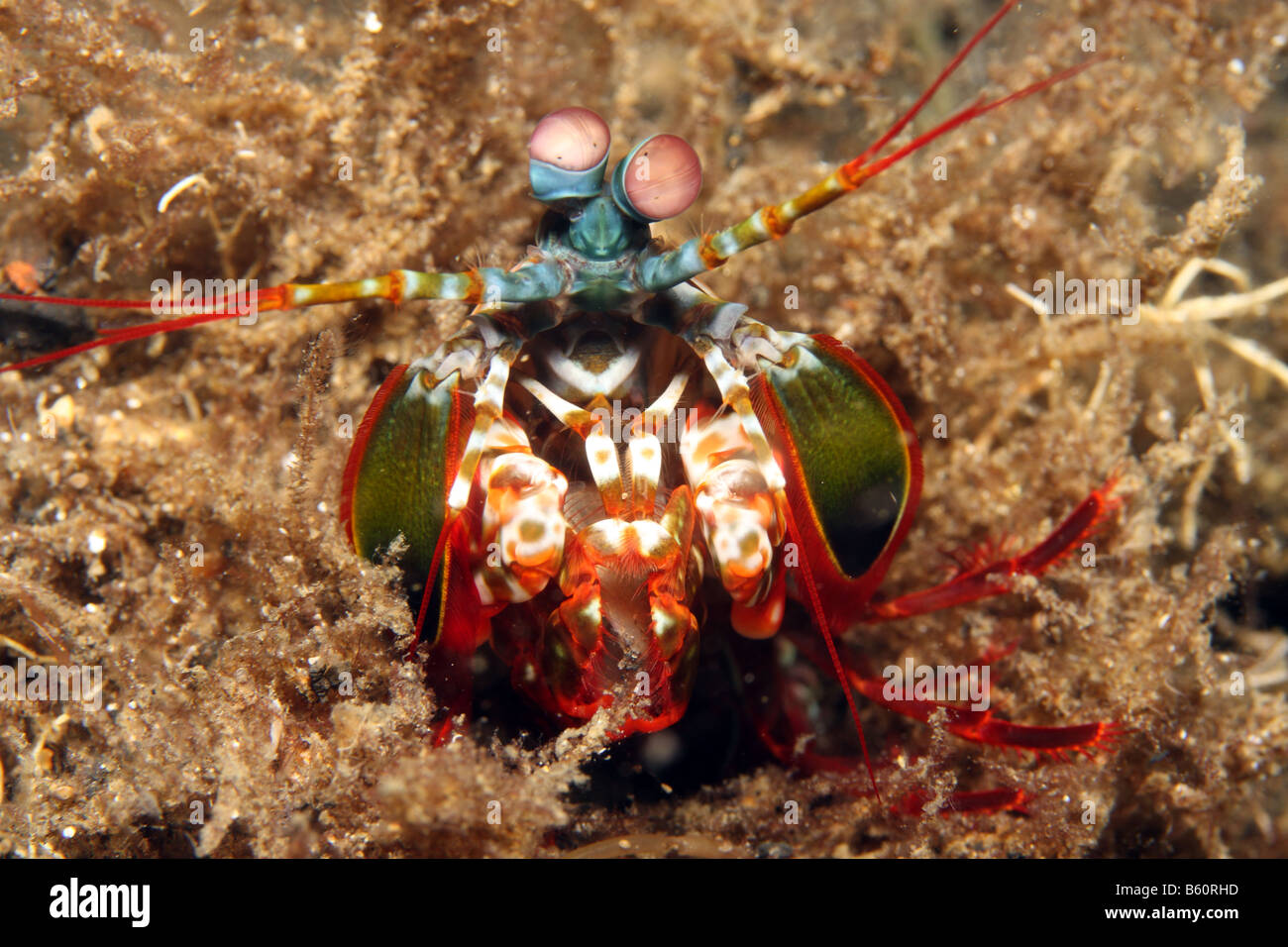 Fangschreckenkrebse Odontodactylus scyllarus Stockfoto