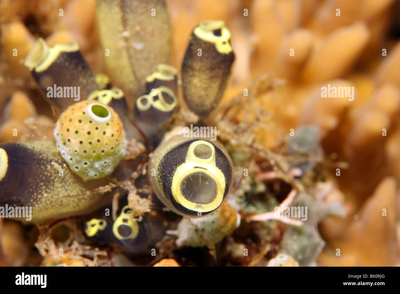 kleine Ansammlung von Manteltieren Seescheiden auf Koralle am Korallenriff Stockfoto