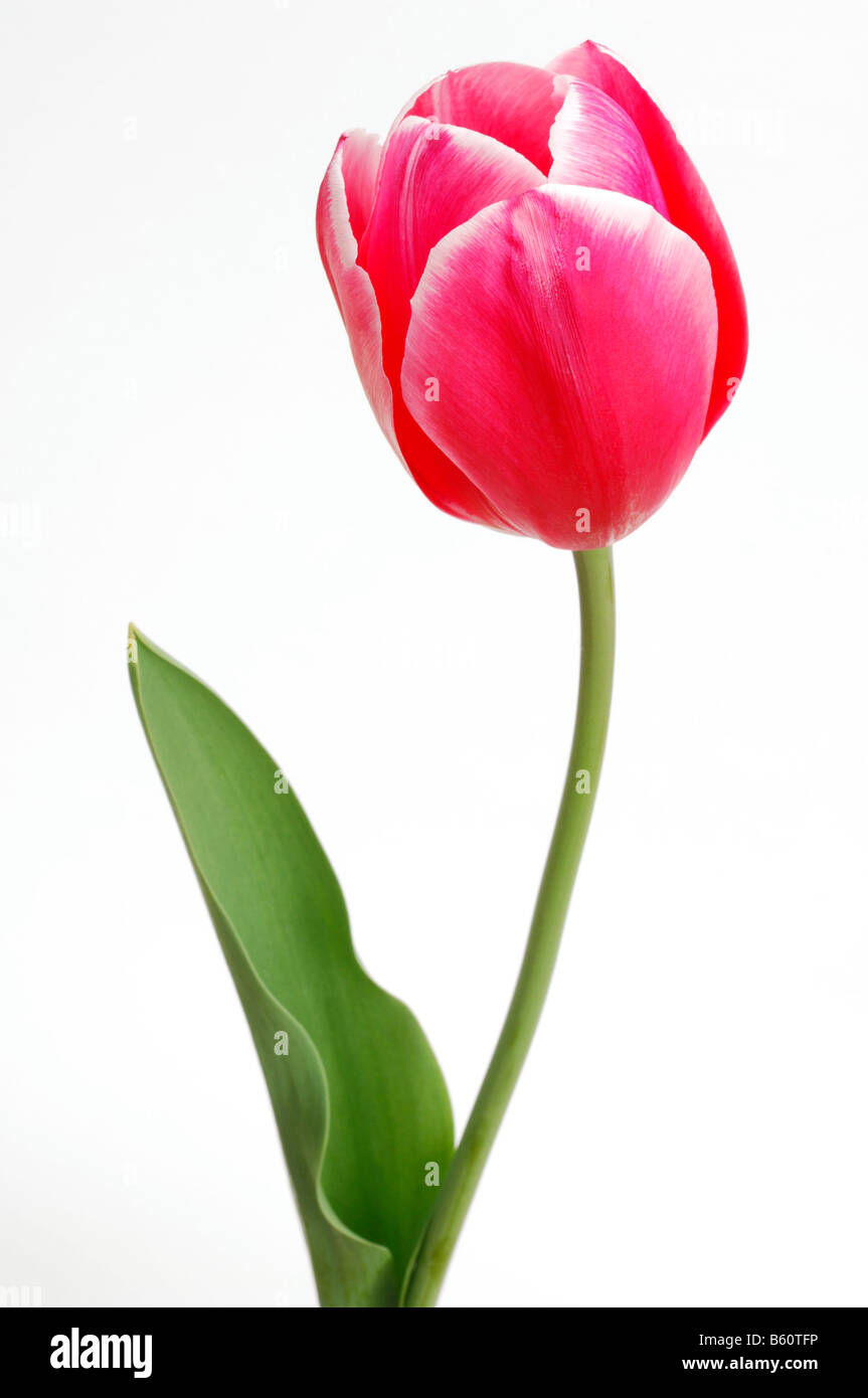 Rote Tulpe (Tulipa) Stockfoto