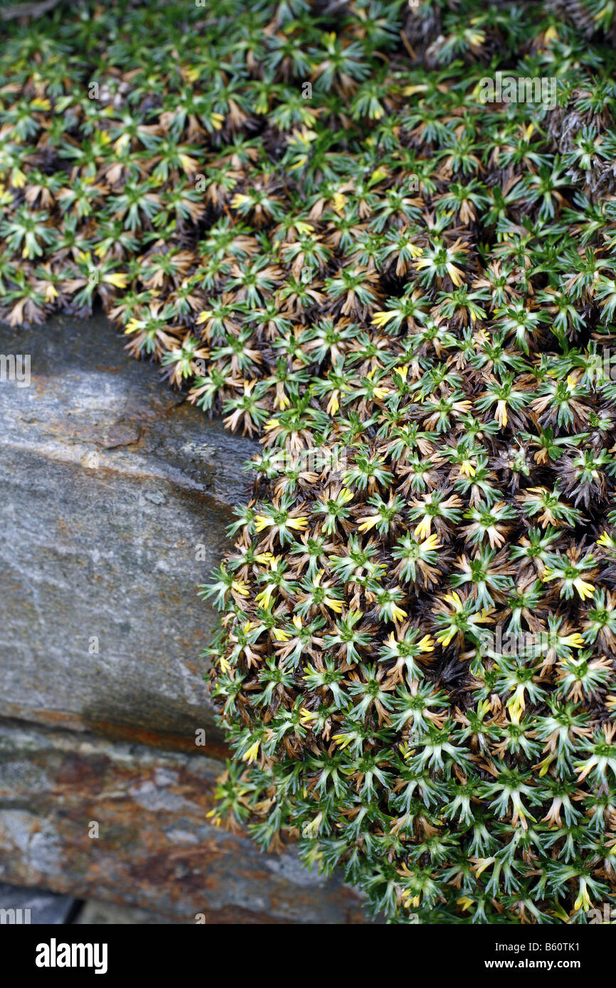 AZORELLA TRIFURCATA NANA Stockfoto