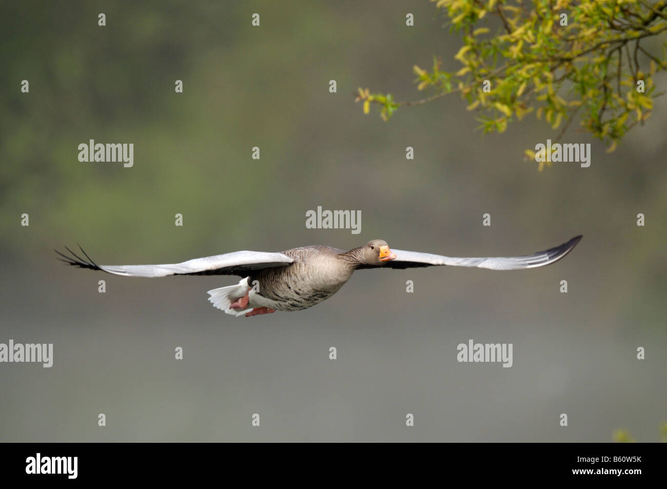 Graugans (Anser Anser) im Flug, Max-Eyht-See, Stuttgart, Baden-Württemberg Stockfoto
