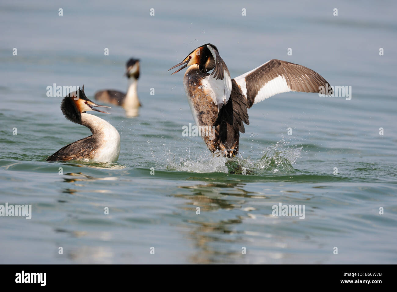 Haubentaucher (Podiceps Cristatus) kämpfen, Bodensee, Konstanz, Baden-Württemberg Stockfoto