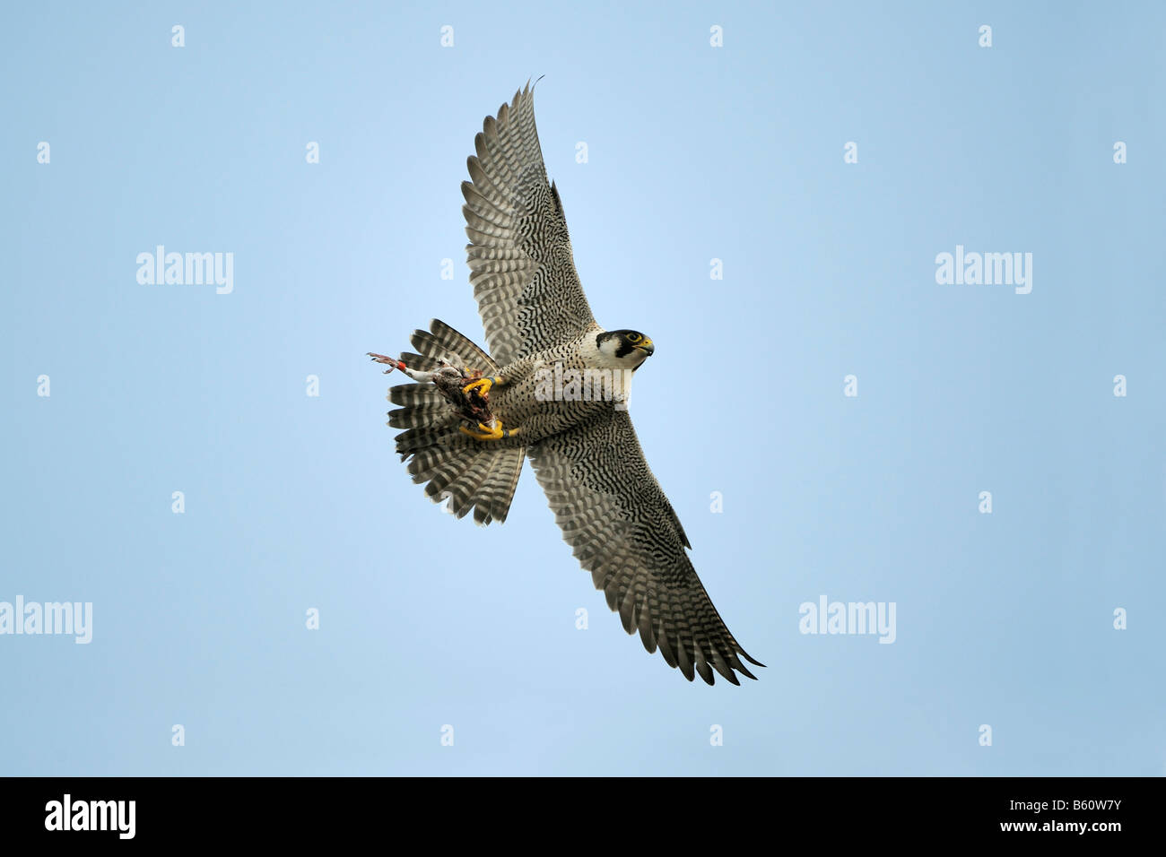 Wanderfalke (Falco Peregrinus) während des Fluges mit Beute, Schwäbische Alb, Baden-Württemberg Stockfoto