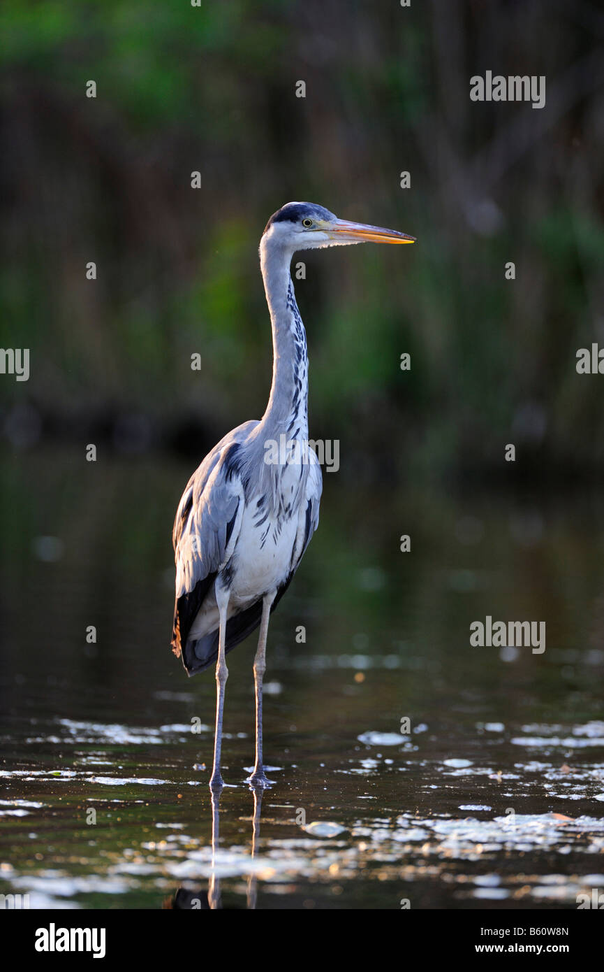 Graue Reiher (Ardea Cinerea) in der Abenddämmerung Stockfoto