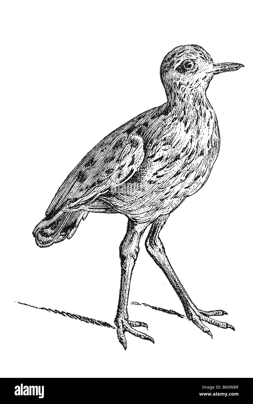 Stein-Brachvogel oder eurasische Stein-Brachvogel (Burhinus Oedicnemus) ist eine nördliche Arten der Familie Burhinidae (Stein-Brachvogel) Vogel Stockfoto
