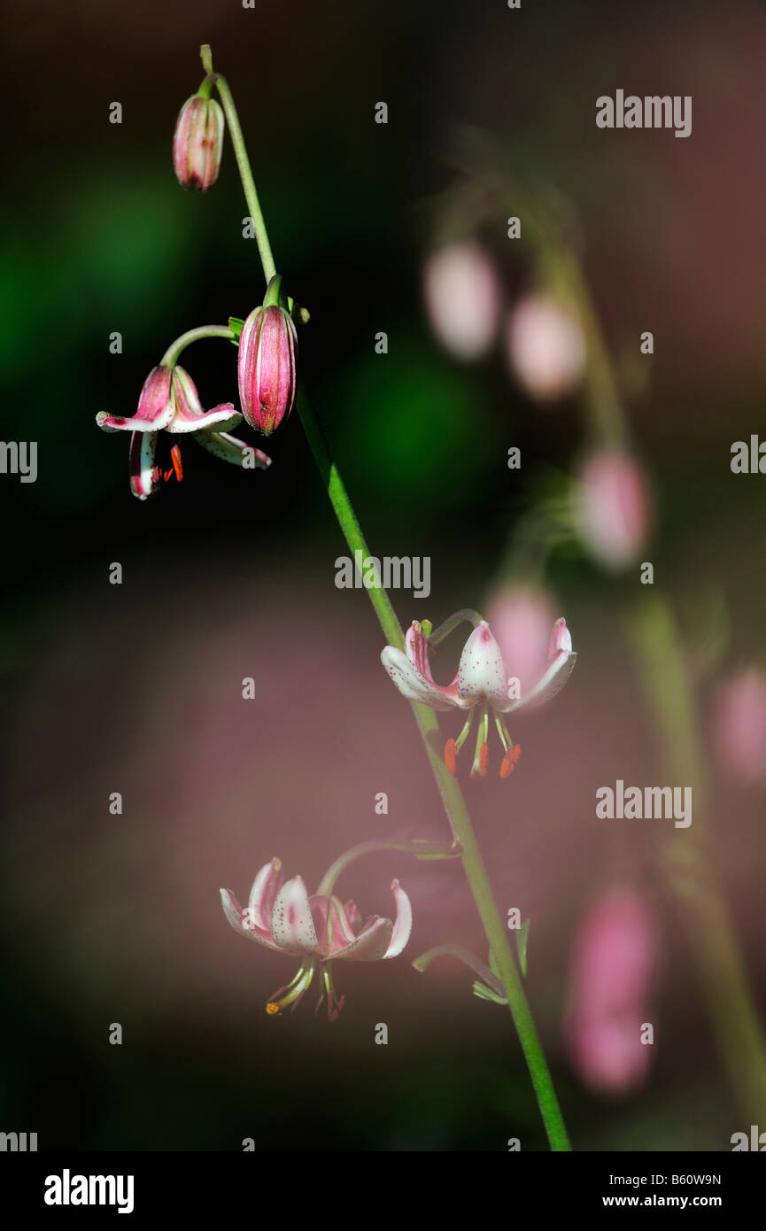 Martagon oder Turk Kappe Lilie (Lilium Martagon), Schwäbische Alb, Baden-Württemberg Stockfoto