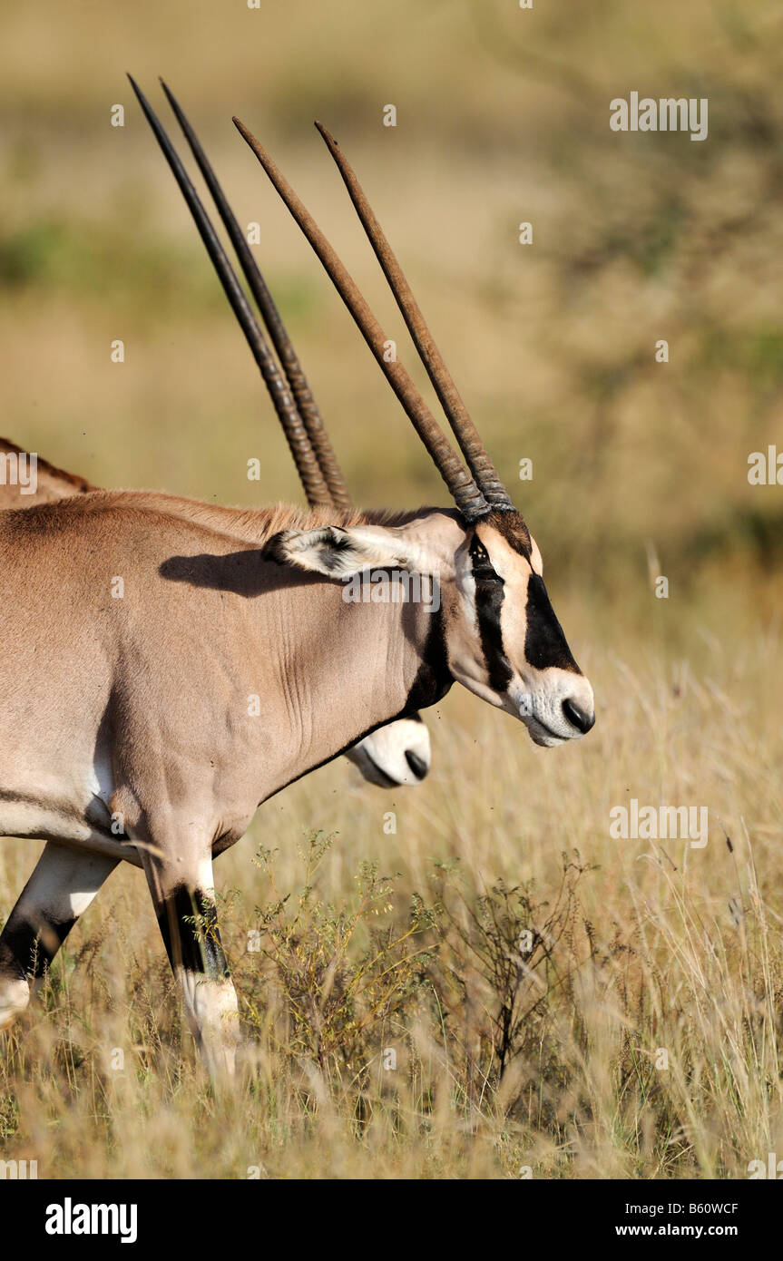 Gemsbock oder Oryx-Antilope (Oryx Gazella), Porträt, Samburu National Reserve, Kenia, Ostafrika, Afrika Stockfoto