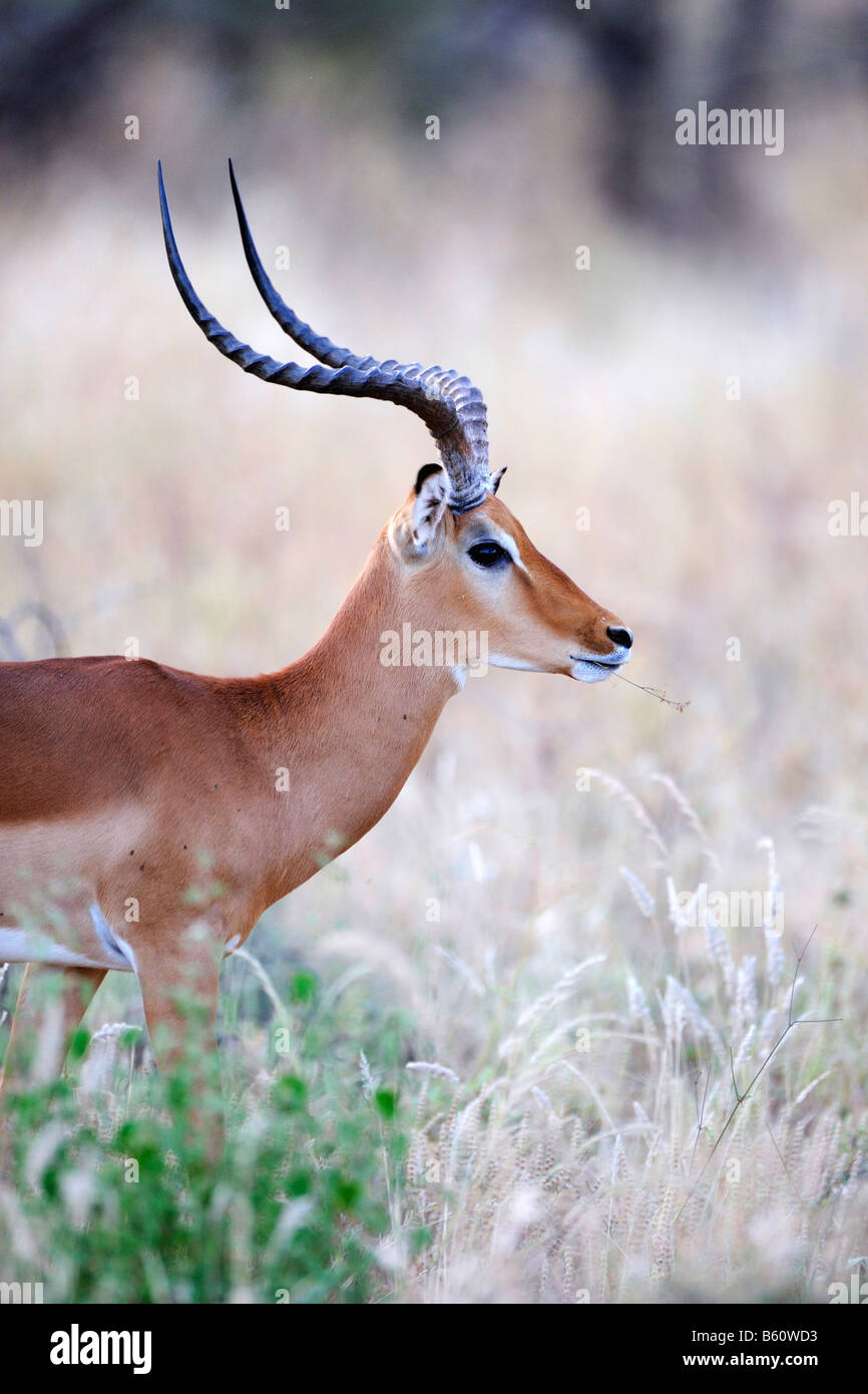 Impala (Aepyceros Melampus) Bock, Porträt, Samburu National Reserve, Kenia, Ostafrika, Afrika Stockfoto