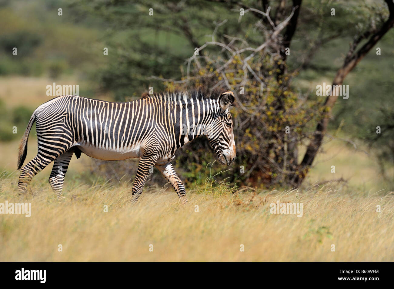 GREVY Zebra oder Imperial Zebra (Equus Grevyi), Samburu National Reserve, Kenia, Ostafrika, Afrika Stockfoto