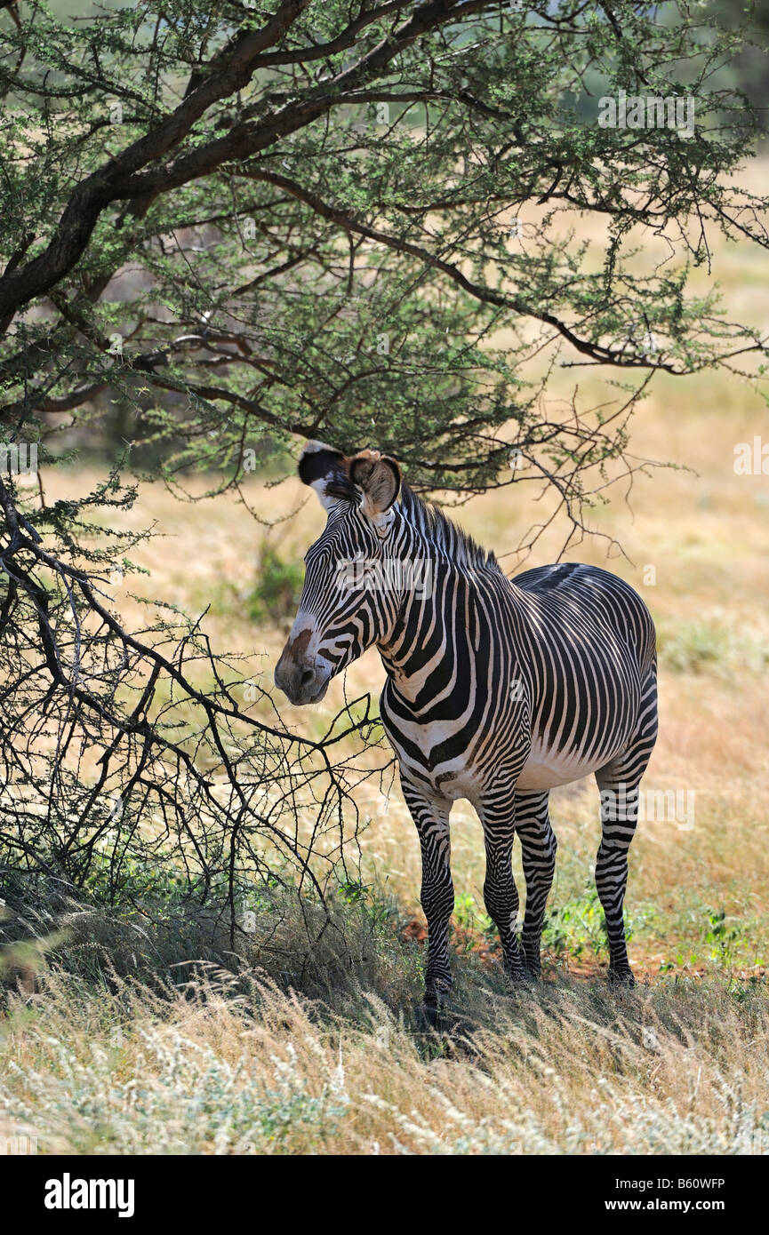 GREVY Zebra oder Imperial Zebra (Equus Grevyi) im Schatten einer Akazie Baum, Samburu National Reserve, Kenia Stockfoto