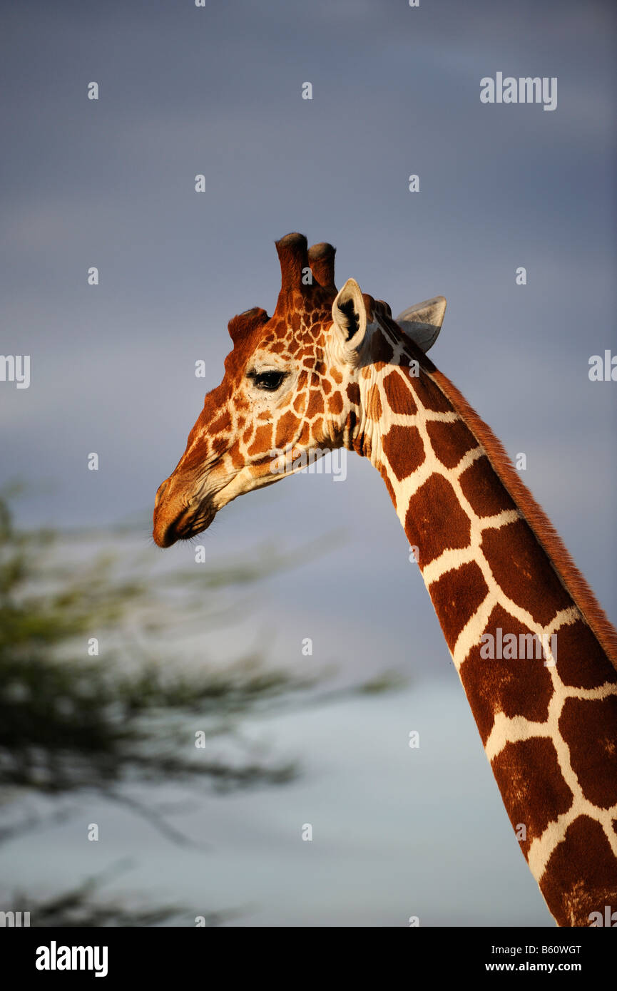 Somalische Giraffe oder retikuliert Giraffe (Giraffa Plancius Reticulata), Porträt, Samburu National Reserve, Kenia Stockfoto