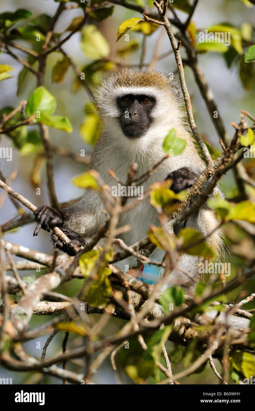 Green Monkey oder Callithrix Affe (Chlorocebus Sabaeus), Nairobi-Nationalpark, Kenia, Ostafrika, Afrika Stockfoto