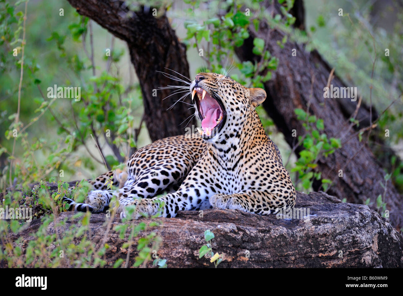 Afrikanischer Leopard (Panthera Pardus Pardus) Gähnen auf einem Felsblock, Samburu National Reserve, Kenia, Ostafrika, Afrika Stockfoto