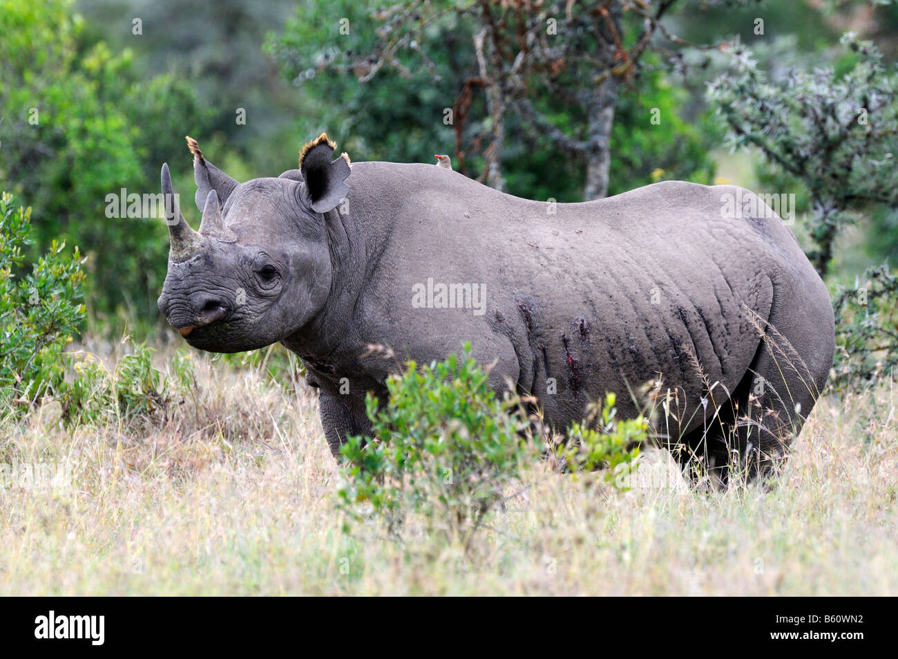 Schwarzer Rhinoceros (Diceros Bicornis), Sweetwater Game Reserve, Kenia, Ostafrika, Afrika Stockfoto