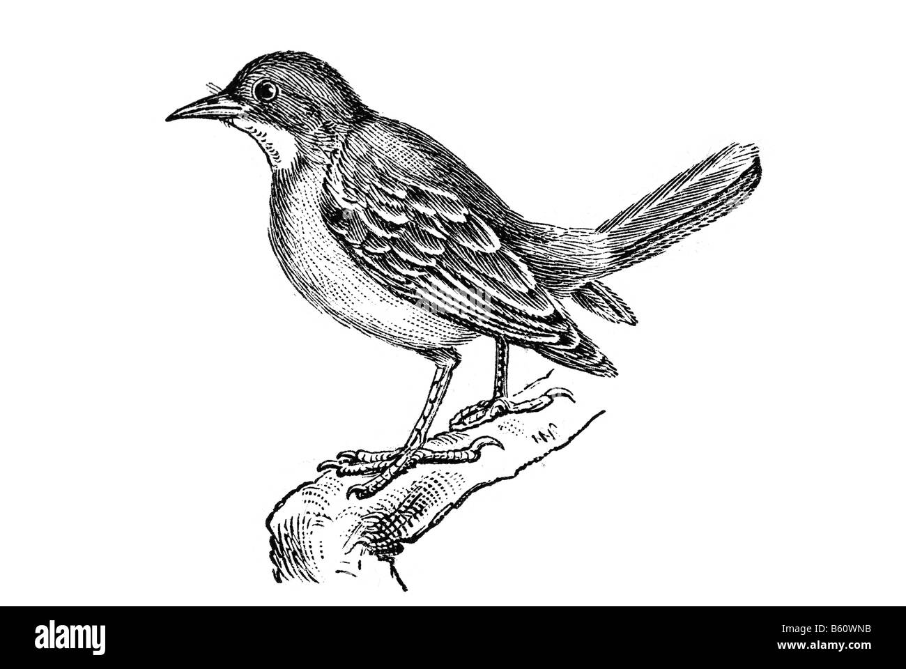 Rufous Hornero (Furnarius Rufus), rote Ovenbird Stockfoto