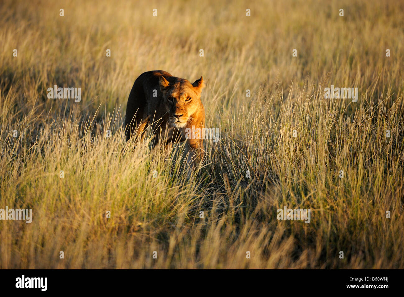 Löwin (Panthera Leo) in der heutigen ersten Licht, Samburu National Reserve, Kenia, Ostafrika, Afrika Stockfoto