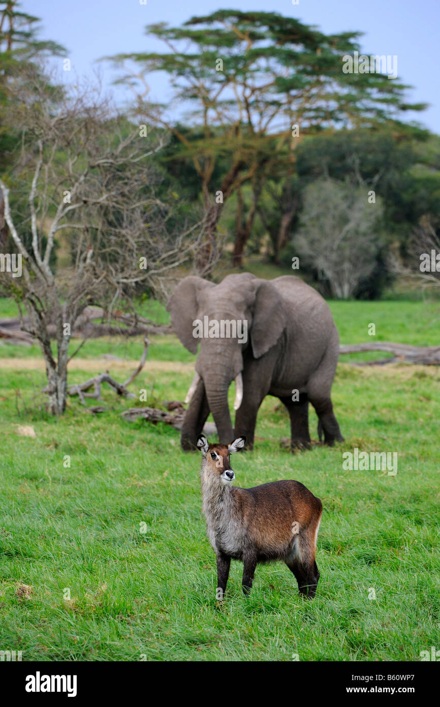 Afrikanischer Bush Elefant (Loxodonta Africana) und Wasserbock (Kobus Ellipsiprymnus), Sweetwater Game Reserve, Kenia, Ostafrika Stockfoto