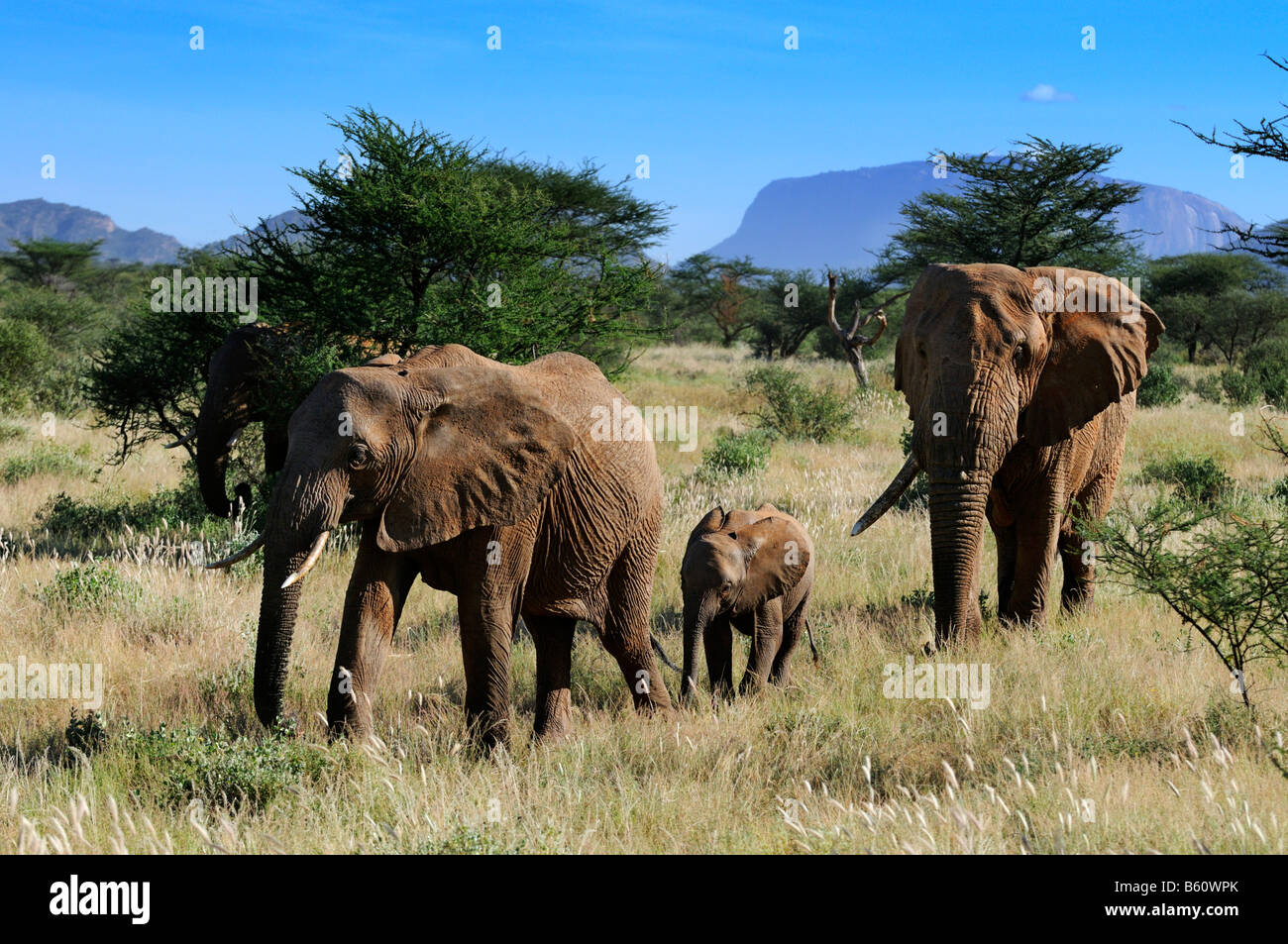 Afrikanischen Bush Elefanten (Loxodonta Africana), Kuh, Kalb und Stier zu Fuß durch den afrikanischen Busch in Samburu National Reserve Stockfoto