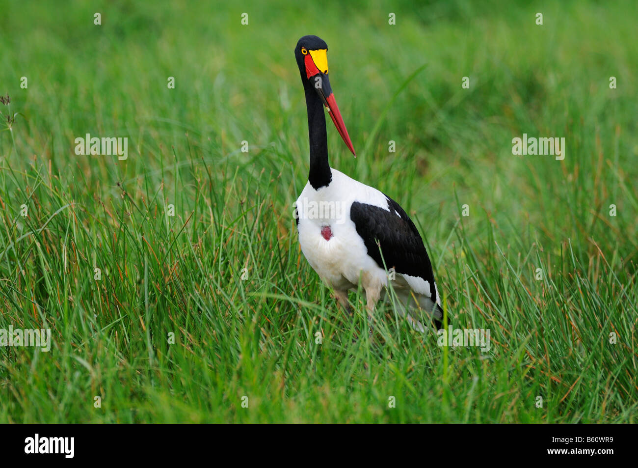 Sattel – abgerechnet Stork (Nahrung Senegalensis), Sweetwater Game Reserve, Kenia, Afrika Stockfoto