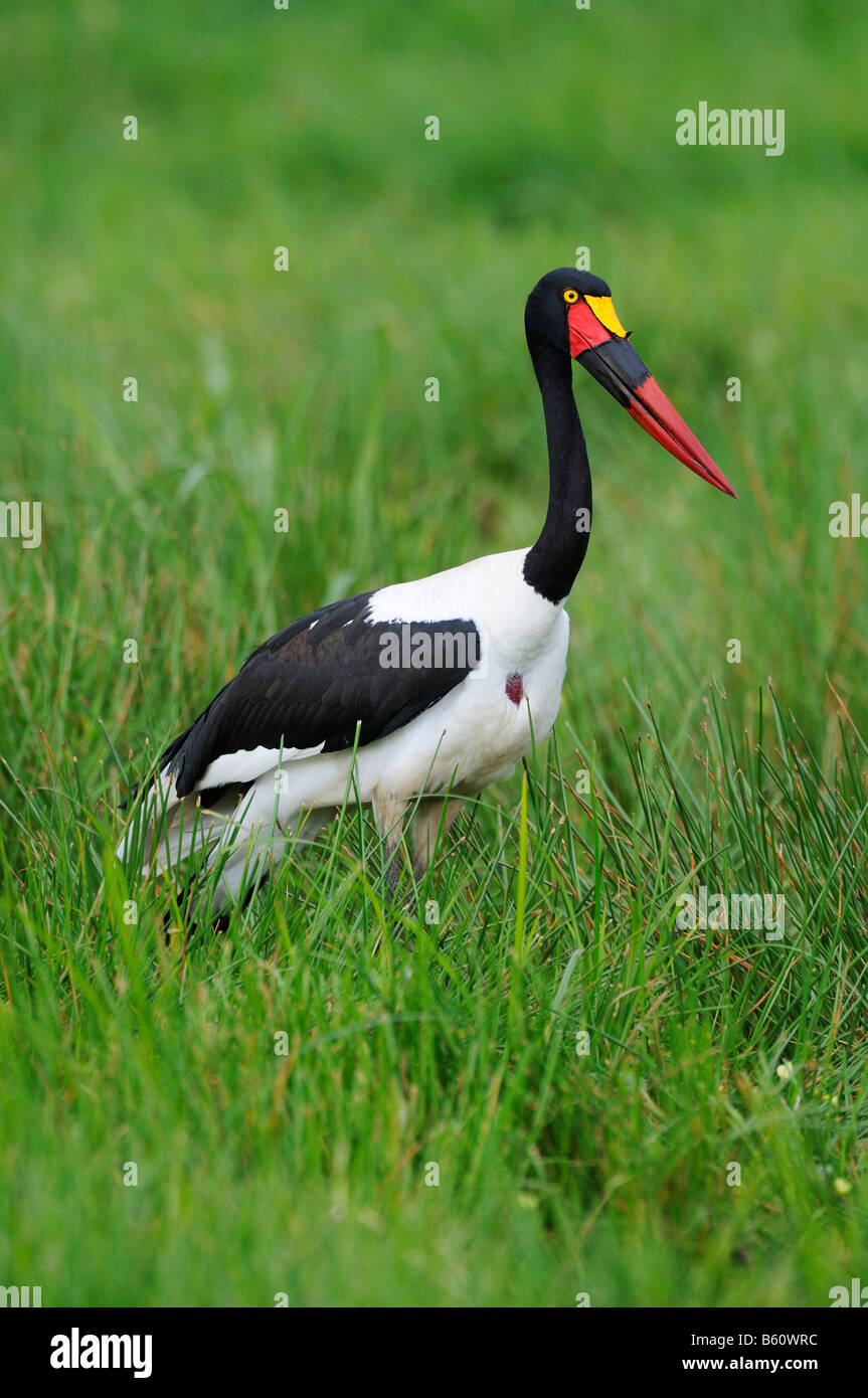 Sattel – abgerechnet Stork (Nahrung Senegalensis), Sweetwater Game Reserve, Kenia, Afrika Stockfoto