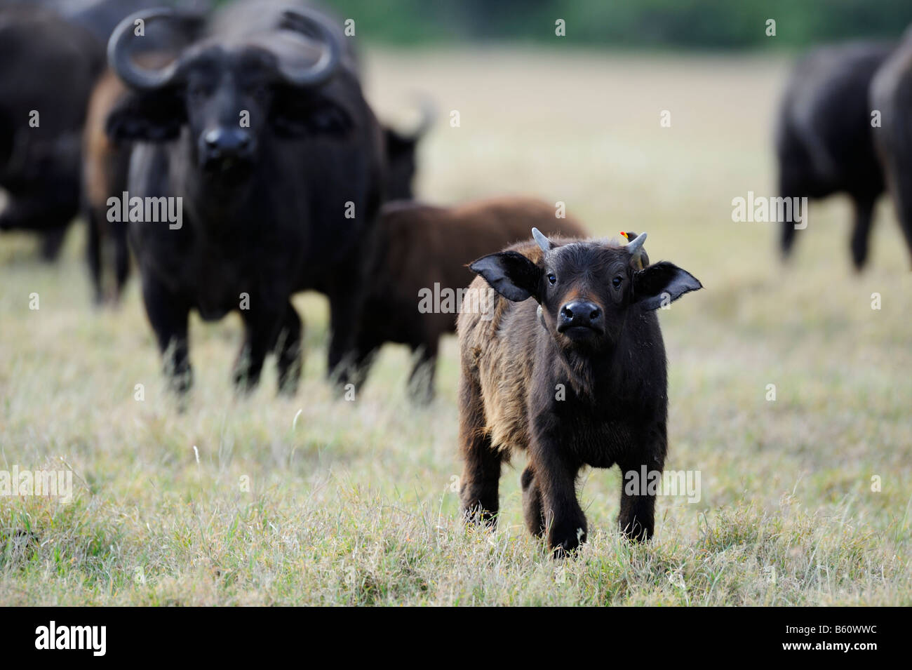Afrikanischer Büffel oder Kaffernbüffel (Syncerus Caffer), Herde und Kalb, Sweetwater Game Reserve, Kenia, Afrika Stockfoto