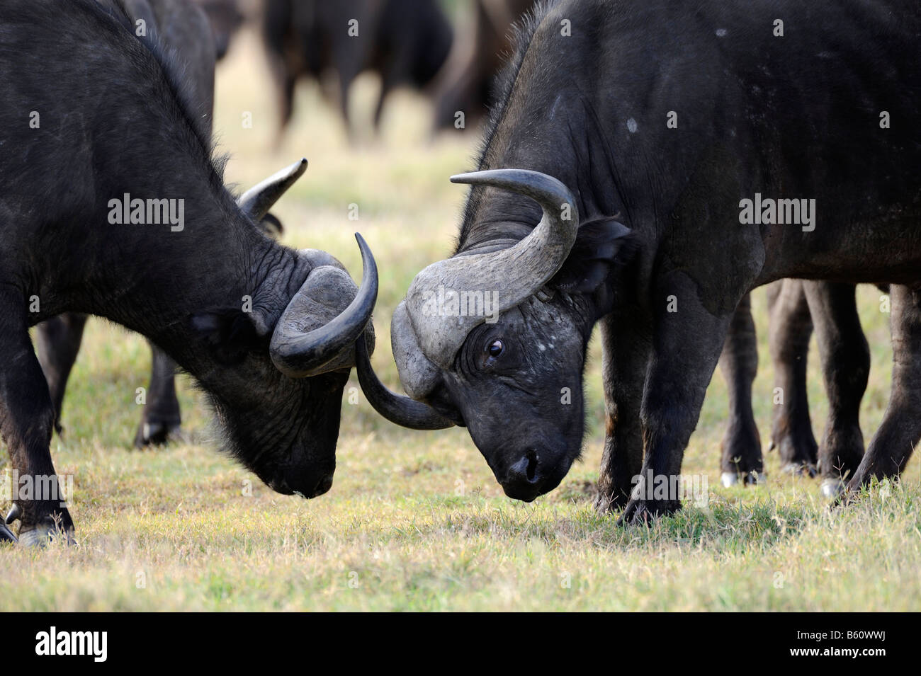 Afrikanischer Büffel oder Kaffernbüffel (Syncerus Caffer), spielen Junge Stiere kämpfen, Sweetwater Game Reserve, Kenia, Afrika Stockfoto