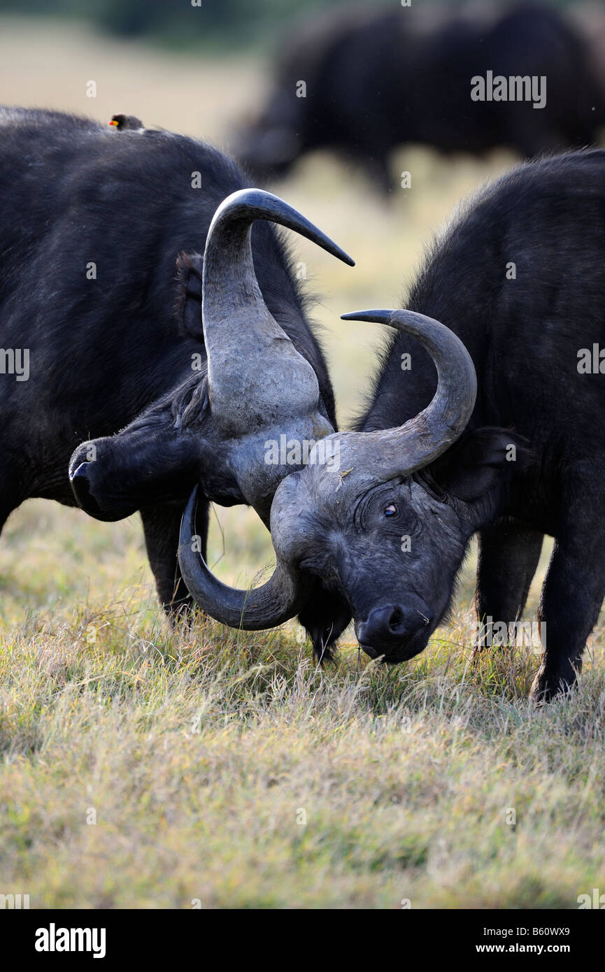Afrikanischer Büffel oder Kaffernbüffel (Syncerus Caffer), spielen Junge Stiere kämpfen, Sweetwater Game Reserve, Kenia, Afrika Stockfoto