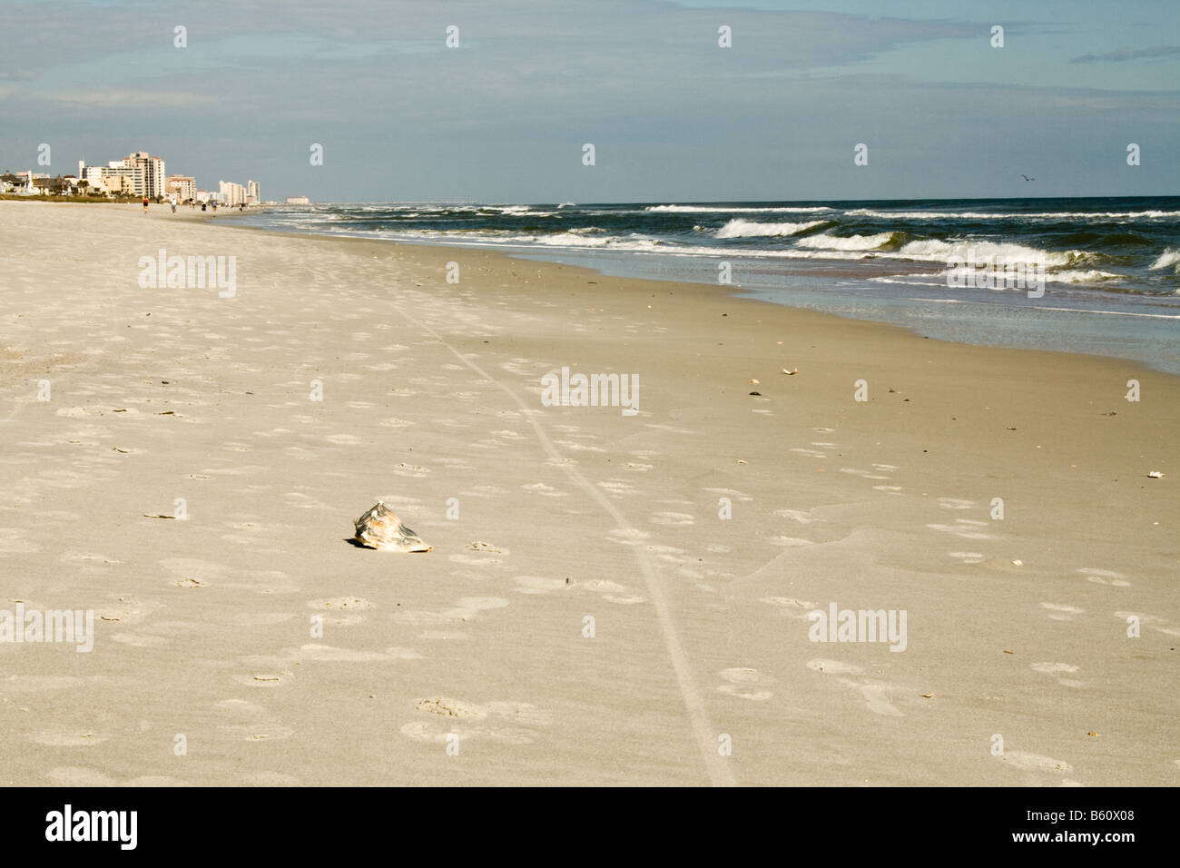 Einsamer Muschel am Strand inmitten von Fußspuren und Fahrrad Reifenspuren in Jacksonville Beach, Florida Stockfoto