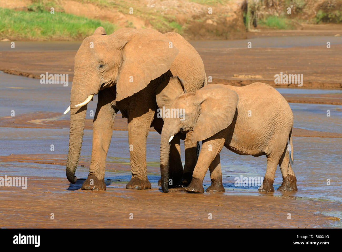 Afrikanischer Bush Elefant (Loxodonta Africana), Kuh und Kalb trinken, Samburu National Reserve, Kenia, Afrika Stockfoto