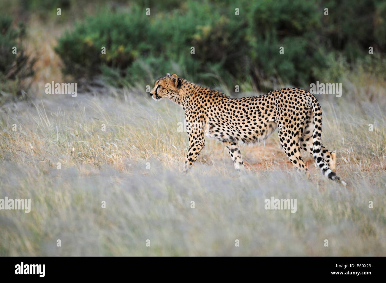 Gepard (Acinonyx Jubatus), Samburu National Reserve, Kenia, Afrika Stockfoto