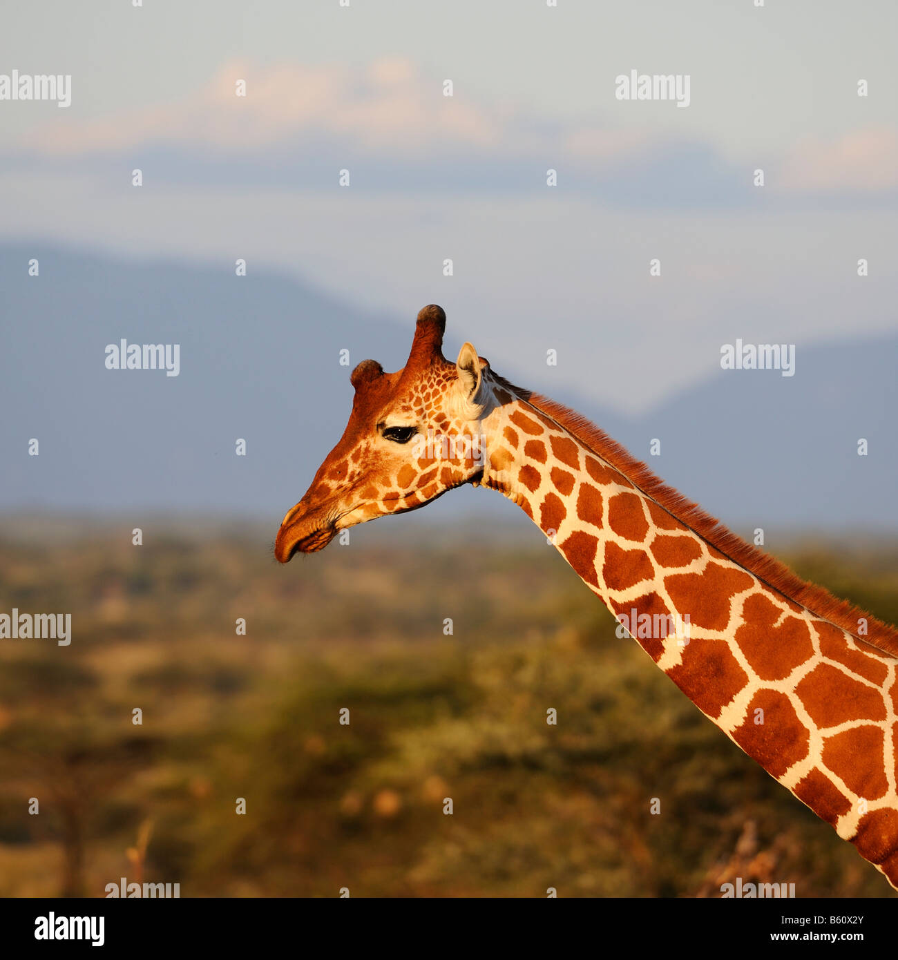 Somalische Giraffe oder retikuliert Giraffe (Giraffa Plancius Reticulata), Porträt, Samburu National Reserve, Kenia Stockfoto