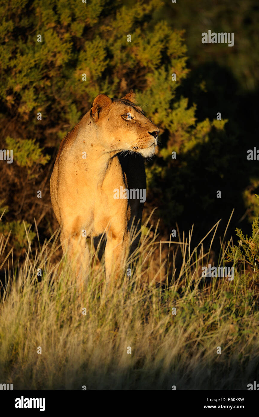 Löwe (Panthera Leo), Löwin im Morgengrauen, Samburu National Reserve, Kenia, Afrika Stockfoto