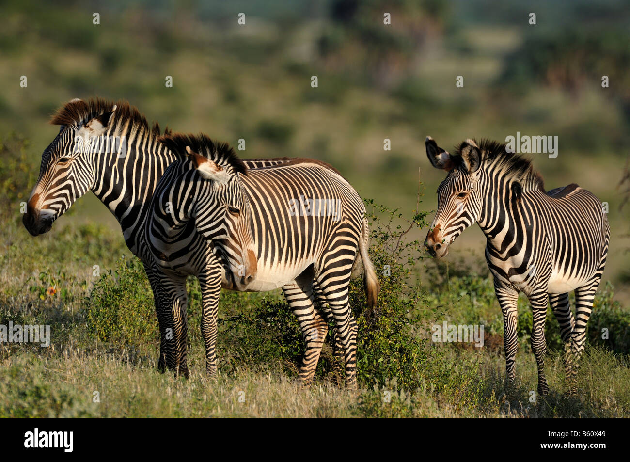 GREVY Zebra oder Imperial Zebra (Equus Grevyi), Herde, Samburu National Reserve, Kenia, Afrika Stockfoto