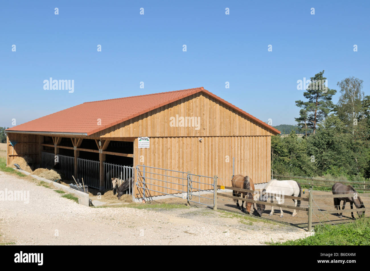 Laufen Sie in Schuppen Stall mit "Islandpferde" Stockfoto