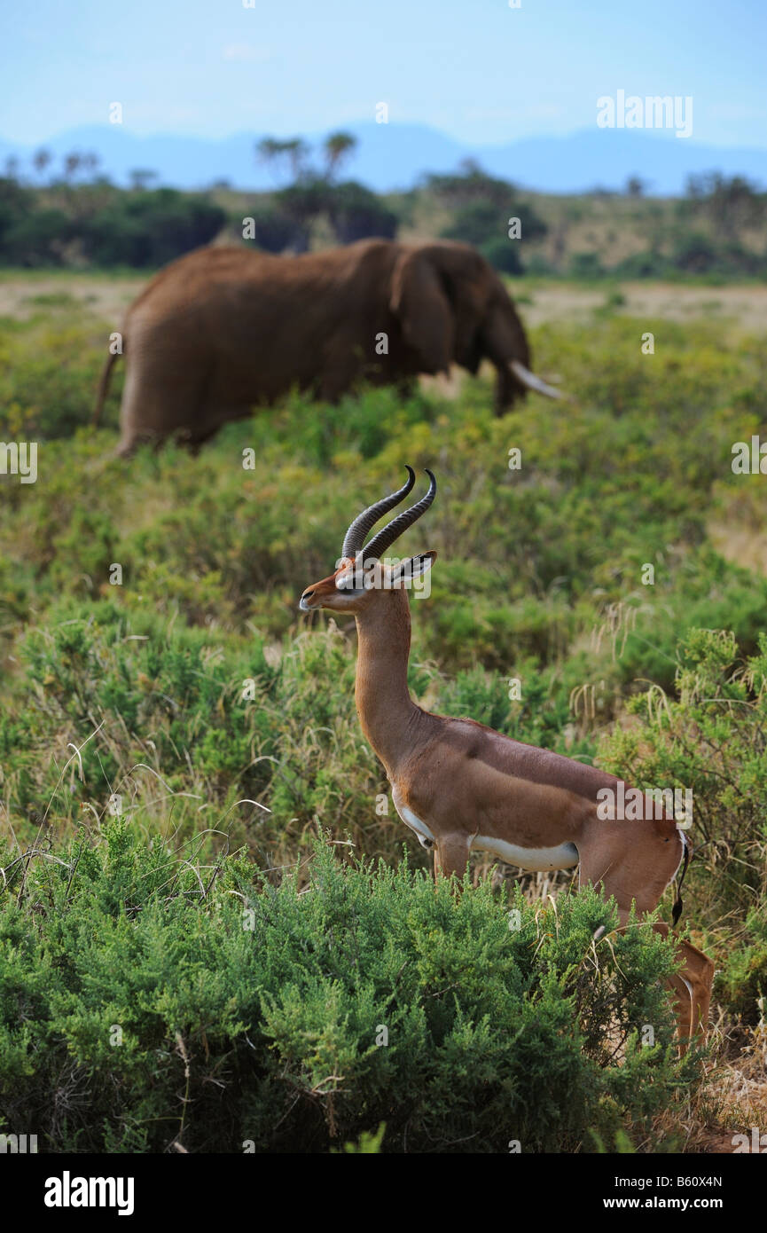 Afrikanischer Bush Elefant (Loxodonta Africana) und Gerenuk oder Wallers Gazelle (Litocranius Walleri), Samburu National Reserve Stockfoto