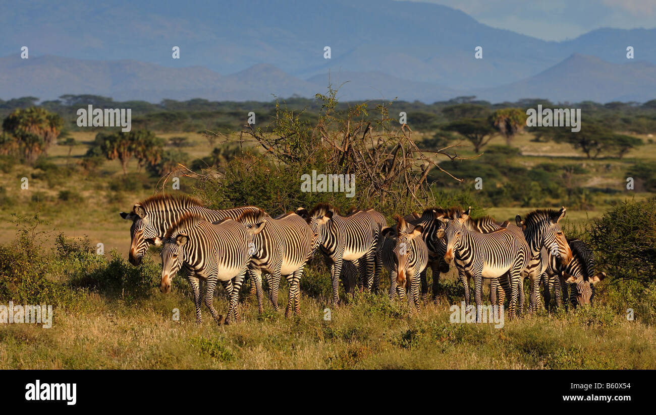 Herde Grevy Zebras (Equus Grevyi) in der Landschaft, Afrika, Ostafrika, Samburu National Reserve, Kenia Stockfoto