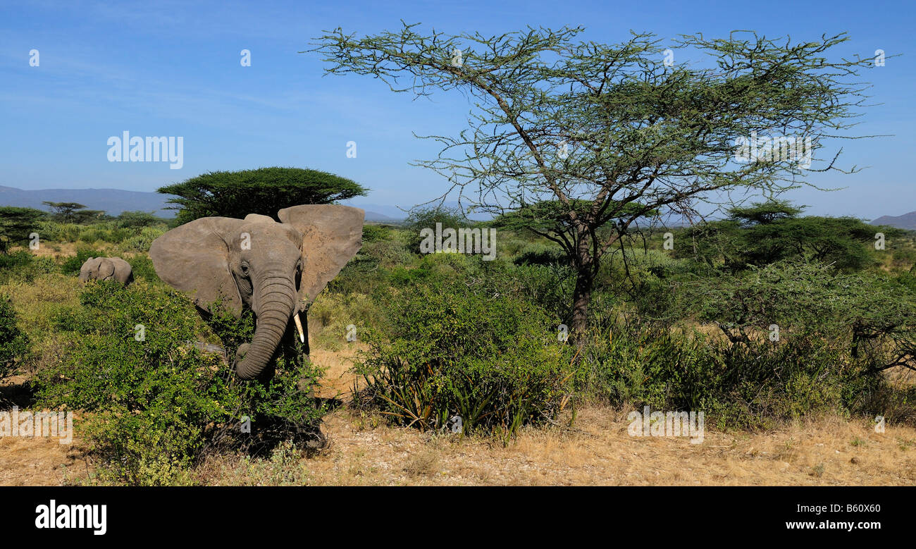 Afrikanischer Bush Elefant (Loxodonta Africana) Stier in der Landschaft, Afrika, Ostafrika, Samburu National Reserve, Kenia Stockfoto