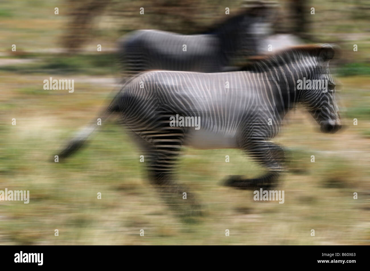 GREVY Zebra (Equus Grevyi), Unschärfe-Effekt, Afrika, Ostafrika, Samburu National Reserve, Kenia Stockfoto