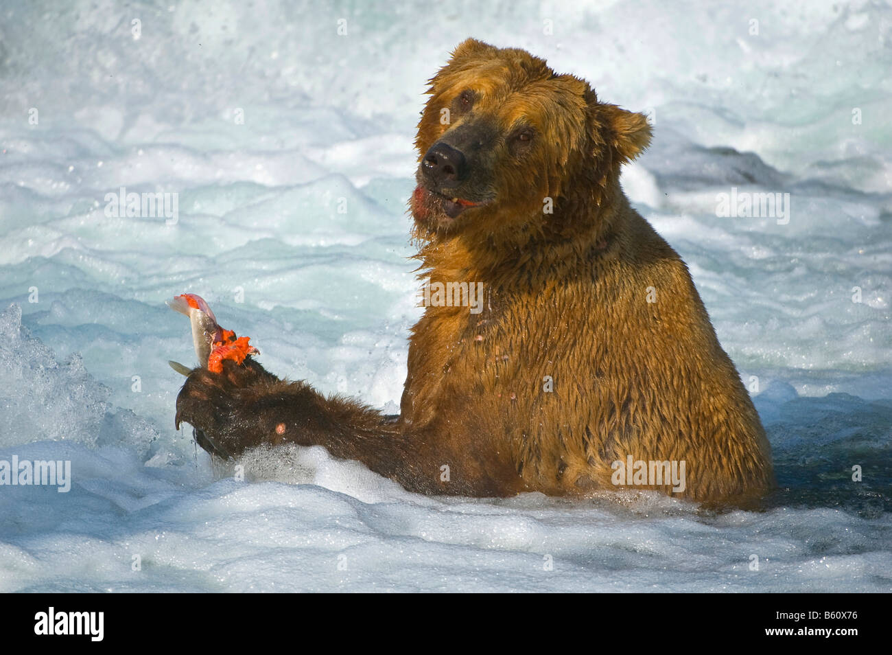 Braunbär (Ursus Arctos) mit einem Gefangenen Lachs, Brooks River, Brooks fällt, Katmai Nationalpark, Alaska, USA, Nordamerika Stockfoto