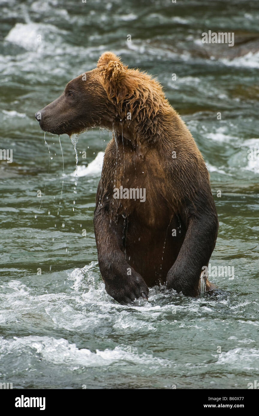 Braune Bären (Ursus Arctos), Brooks River, Brooks Falls, Katmai Nationalpark, Alaska, USA, Nordamerika Stockfoto