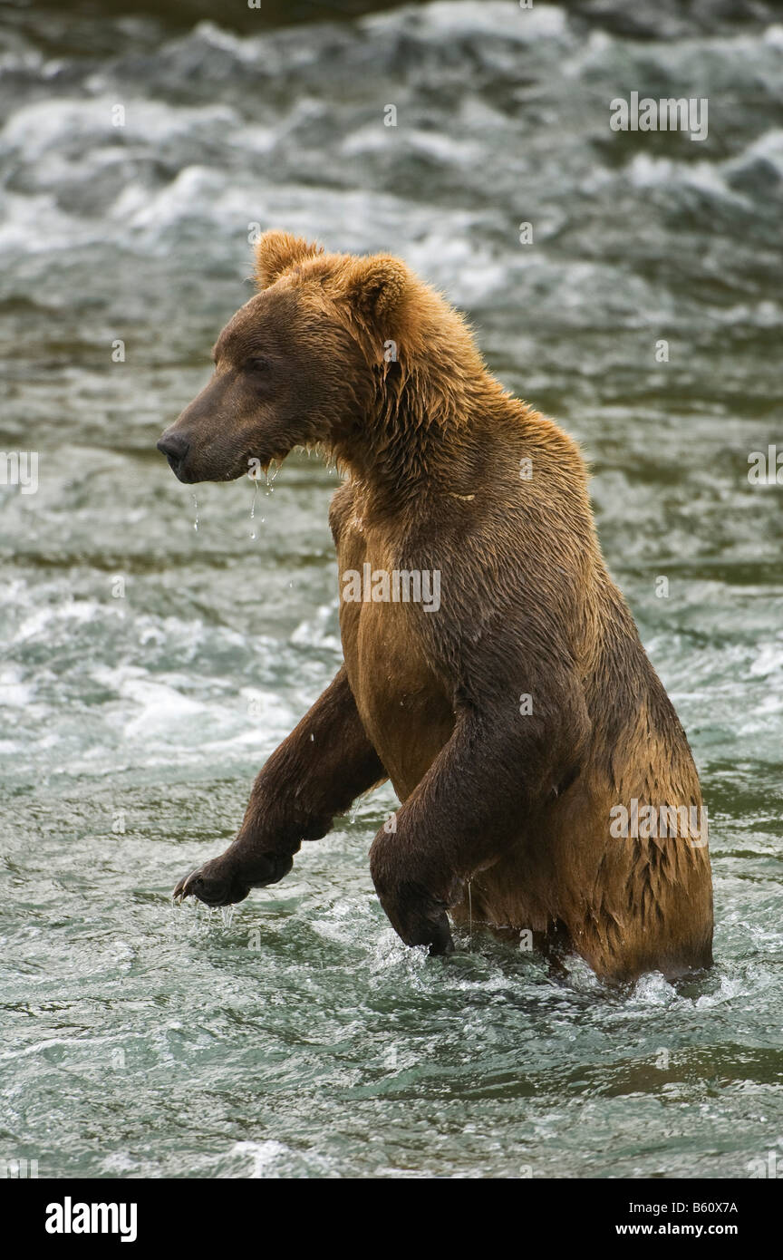 Braune Bären (Ursus Arctos), Brooks River, Brooks Falls, Katmai Nationalpark, Alaska, USA, Nordamerika Stockfoto