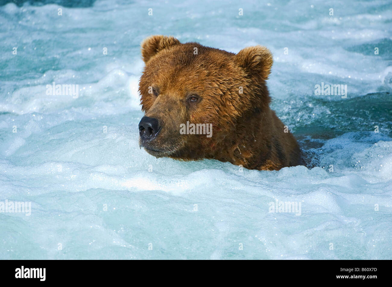 Braune Bären (Ursus Arctos), Brooks River, Brooks Falls, Katmai Nationalpark, Alaska, USA, Nordamerika Stockfoto