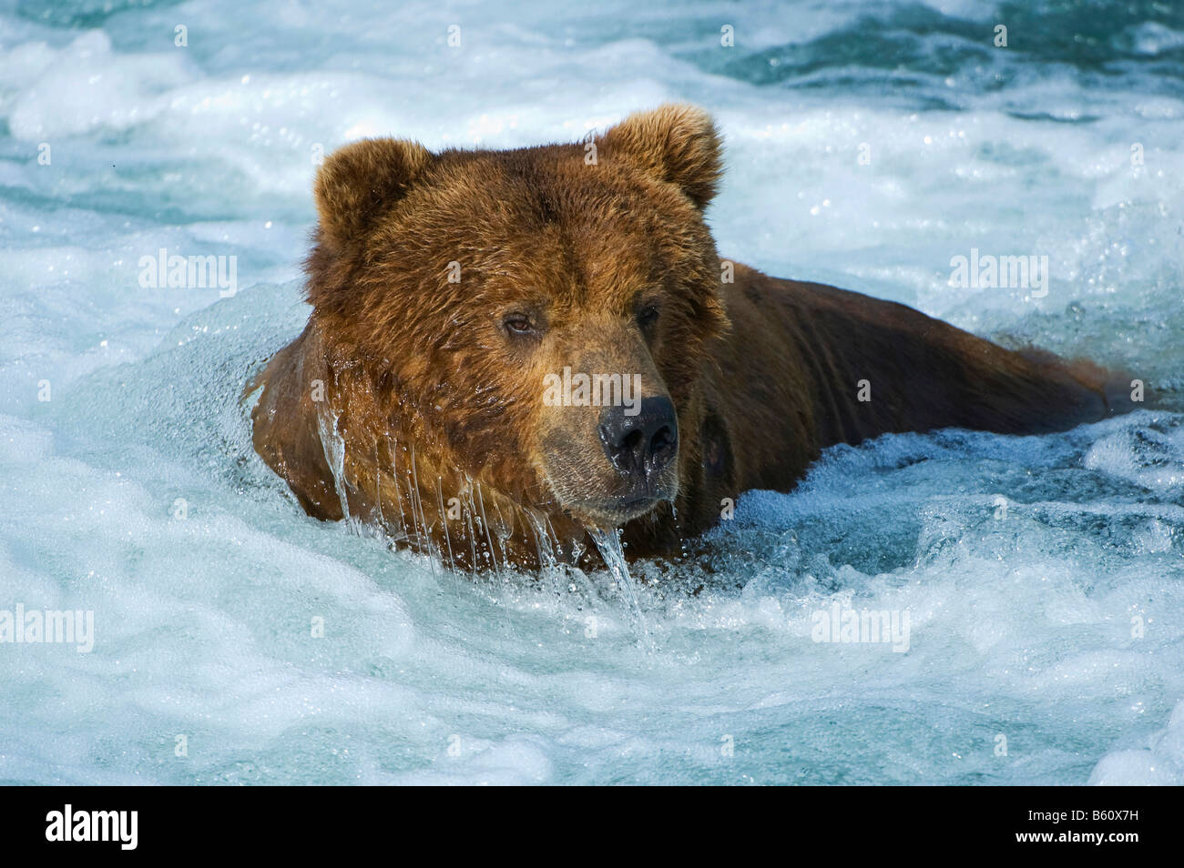 Braune Bären (Ursus Arctos), Brooks River, Brooks Falls, Katmai Nationalpark, Alaska, USA, Nordamerika Stockfoto
