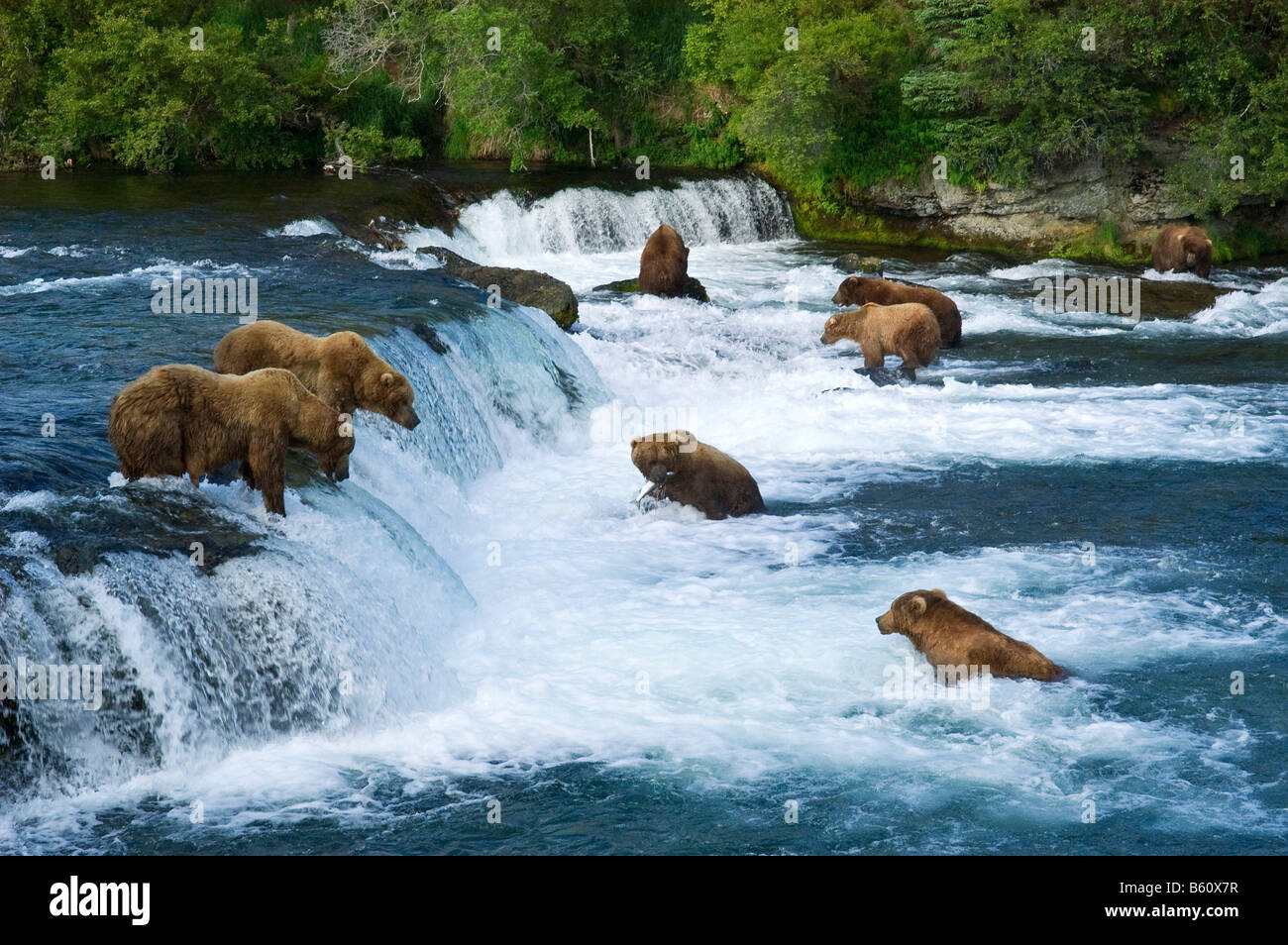 Braunbär (Ursus Arctos), viele Bären Fischen in Brooks River, Brooks Falls, Katmai Nationalpark, Alaska, USA, Nordamerika Stockfoto