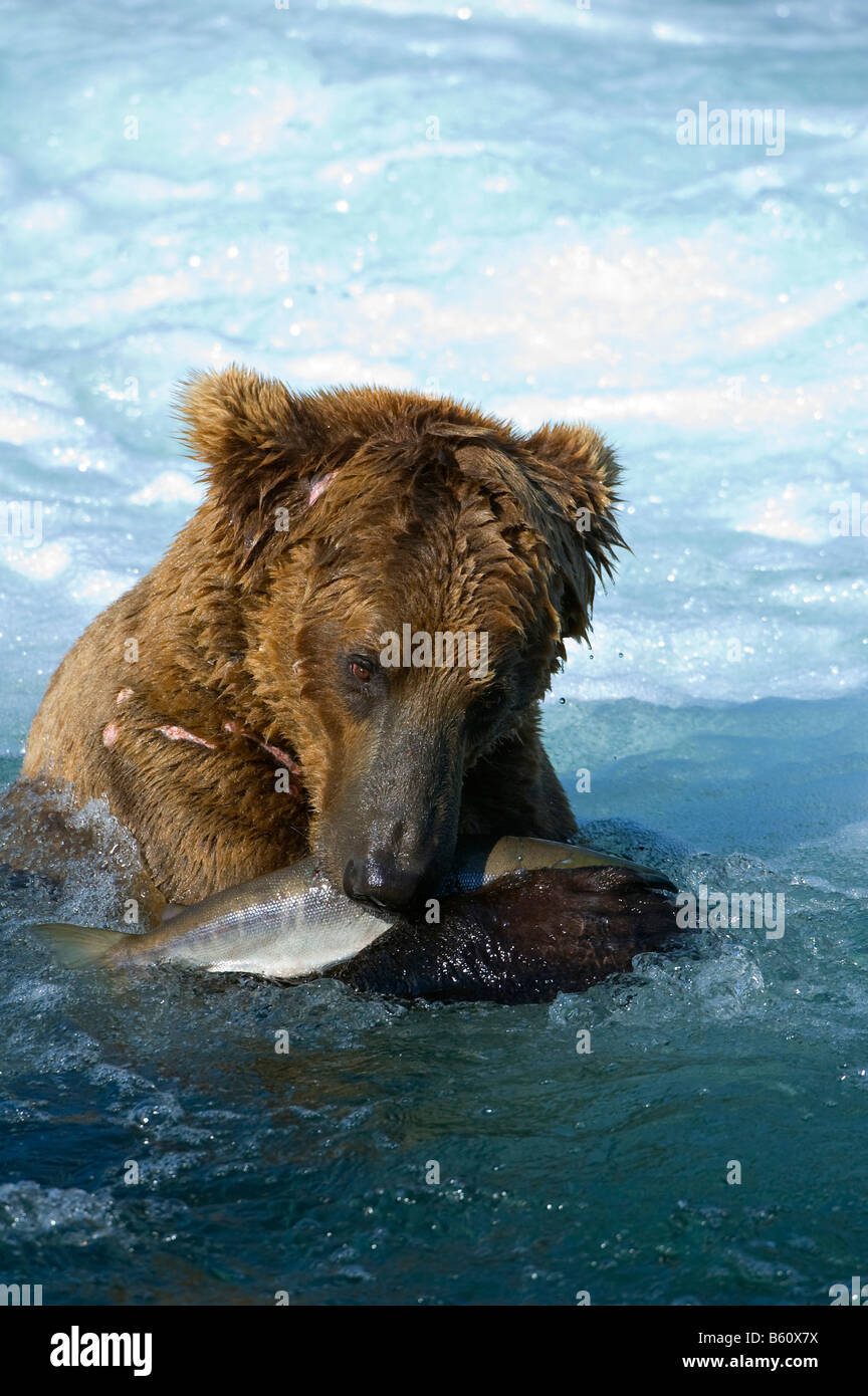 Braunbär (Ursus Arctos) mit einem Gefangenen Lachs, Brooks River, Brooks fällt, Katmai Nationalpark, Alaska, USA, Nordamerika Stockfoto