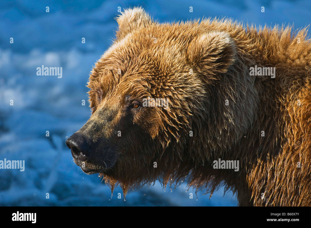 Braunbär (Ursus Arctos), Sau, Porträt, Brooks River, Brooks fällt, Katmai Nationalpark, Alaska, USA, Nordamerika Stockfoto