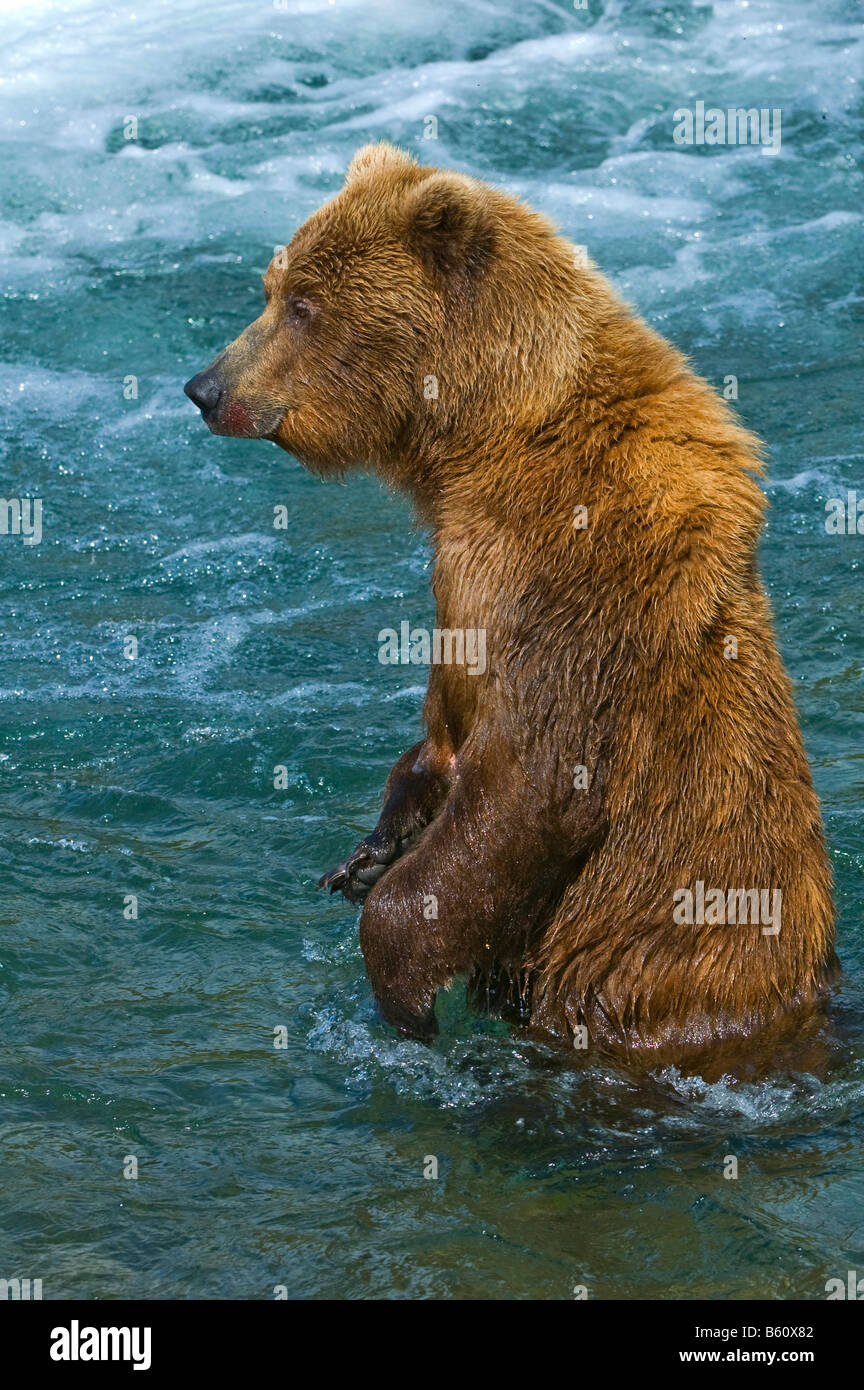 Braune Bären (Ursus Arctos), Brooks River, Brooks Falls, Katmai Nationalpark, Alaska, USA, Nordamerika Stockfoto