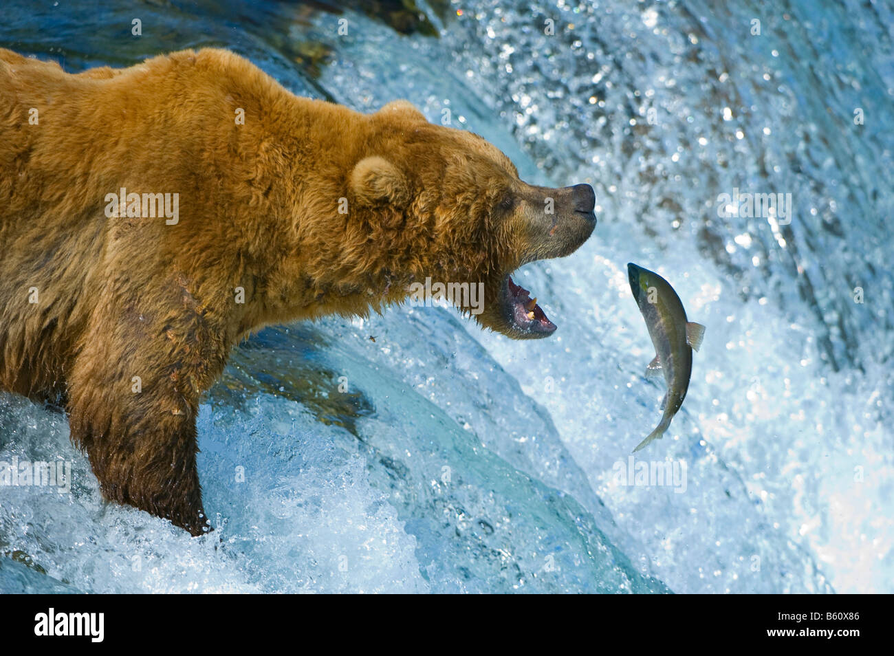Brauner Bär (Ursus Arctos) Fischerei auf Lachs, Brooks River, Brooks Falls, Katmai Nationalpark, Alaska, USA, Nordamerika Stockfoto