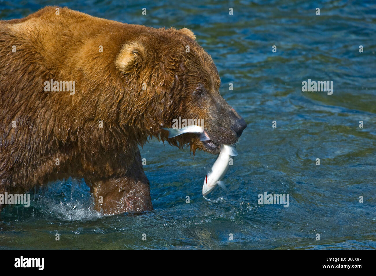 Braunbär (Ursus Arctos) mit einem Gefangenen Lachs, Brooks River, Brooks fällt, Katmai Nationalpark, Alaska, USA, Nordamerika Stockfoto