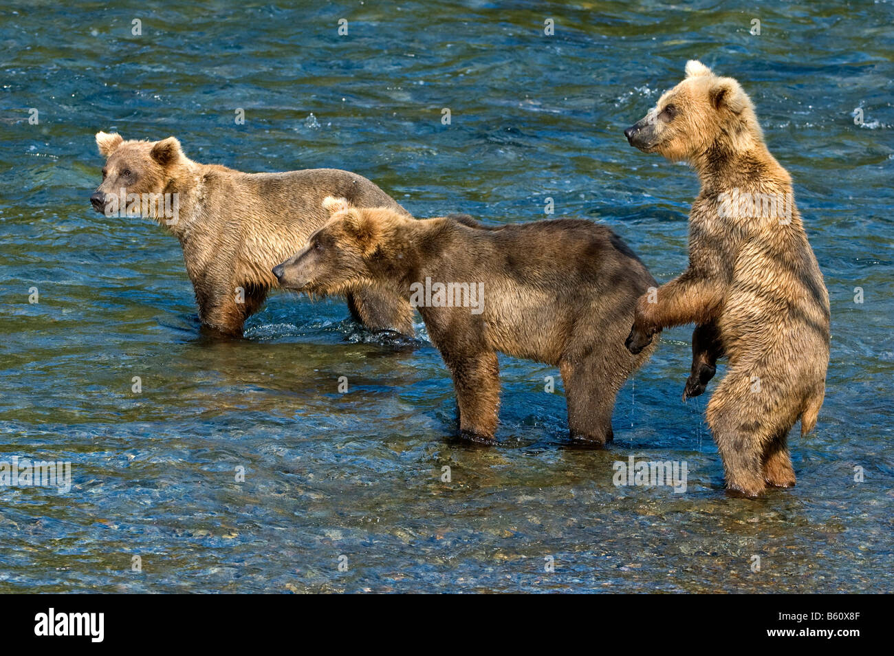 Braunbär (Ursus Arctos) säen mit zwei fast ausgewachsene Jungtiere, Brooks River, Brooks fällt, Katmai Nationalpark, Alaska, USA Stockfoto